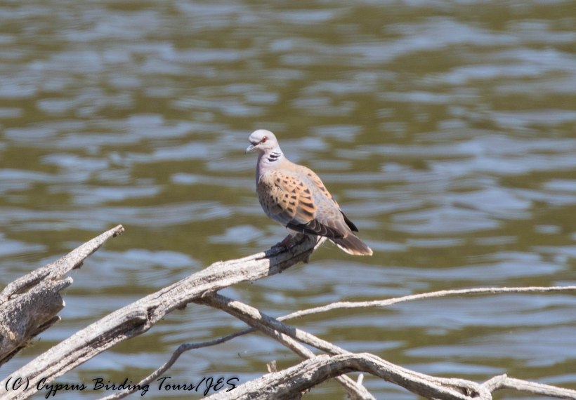 European Turtle Dove, Athalassa Dam, 9th June 2016 (c) Cyprus Birding Tours