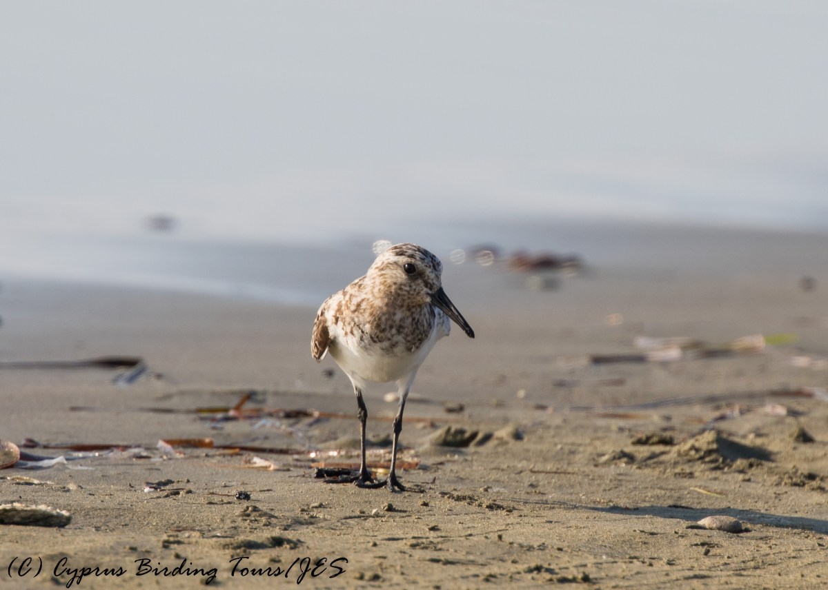 Sanderling, Spiros Beach, 27th July 2016 (c) Cyprus Birding Tours