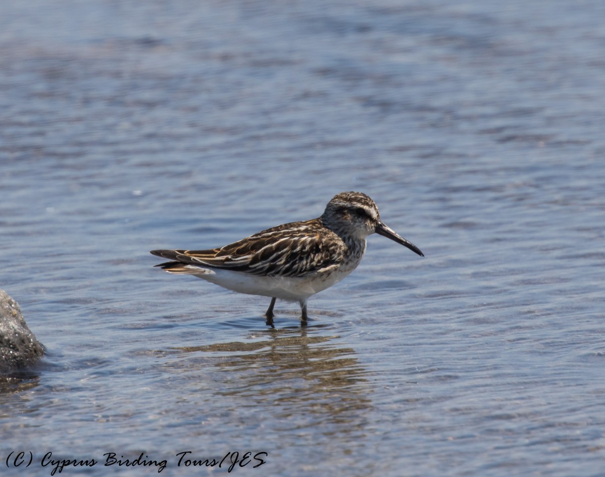 Broad-billed Sandpiper, Akrotiri, 31st August 2016 (c) Cyprus Birding Tours