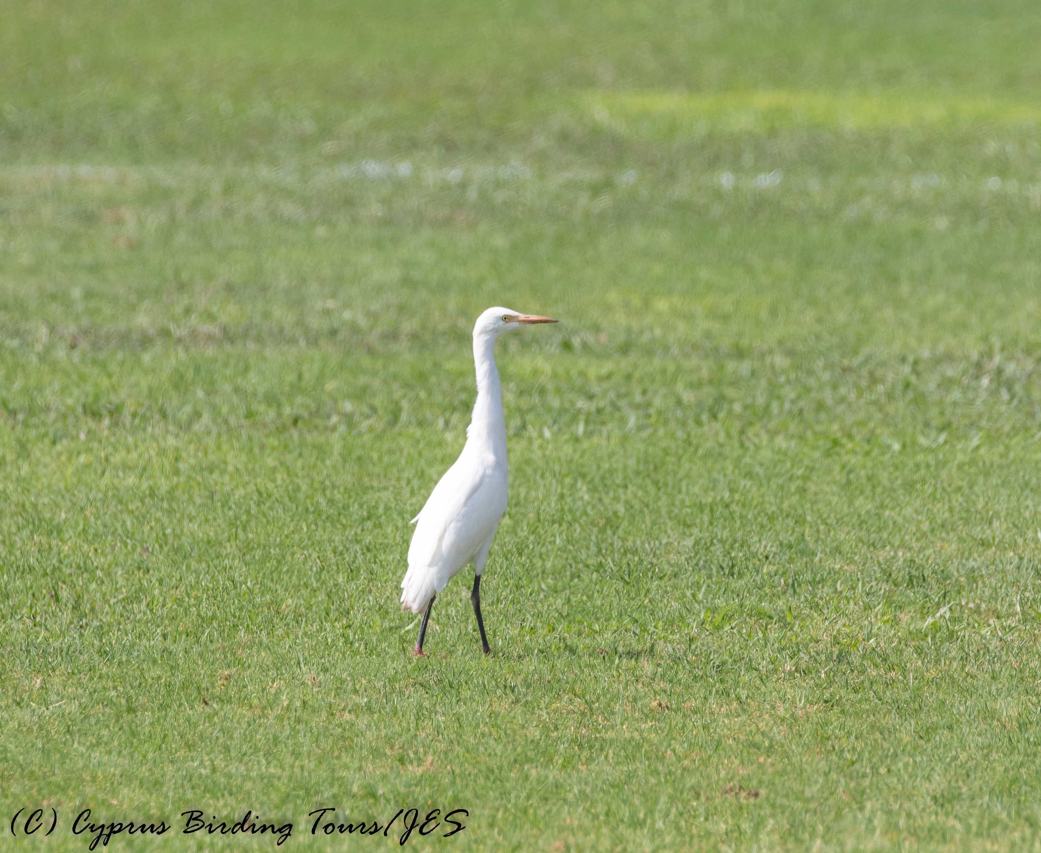 Cattle Egret, Agia Napa Football Fields 12th August 2016 (1 of 1)