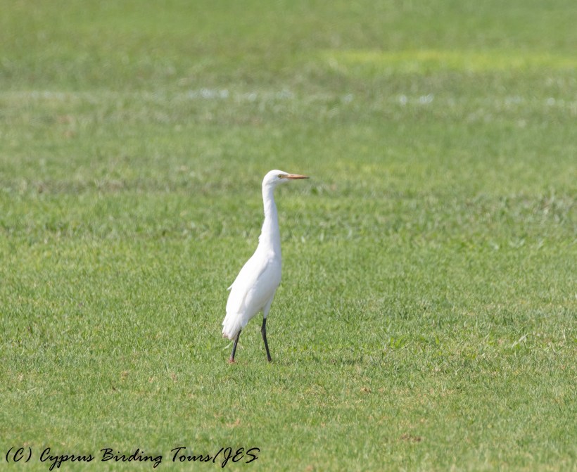 Cattle Egret, Agia Napa Football Fields 12th August 2016 (1 of 1)