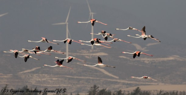 Greater Flamingo, Larnaca Sewage Works 16th August 2016 (c) Cyprus Birding Tours