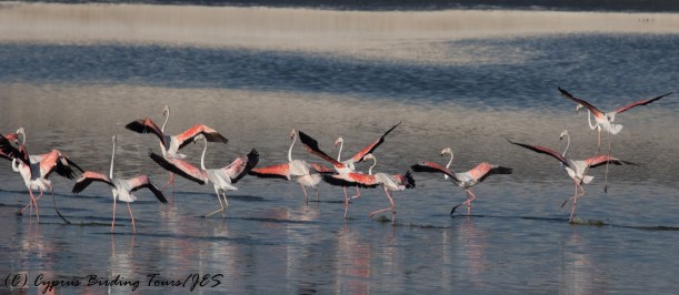 Greater Flamingo 4, Larnaca Sewage Works 16th August 2016 (1 of 1)