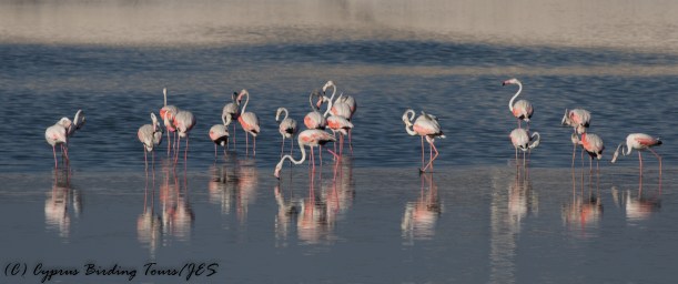 Greater Flamingo 5, Larnaca Sewage Works 16th August 2016 (1 of 1)