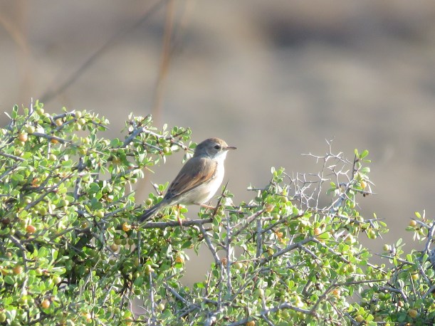 Spectacled Warbler, Minthis Hills 8th August (c) Paul Lowden