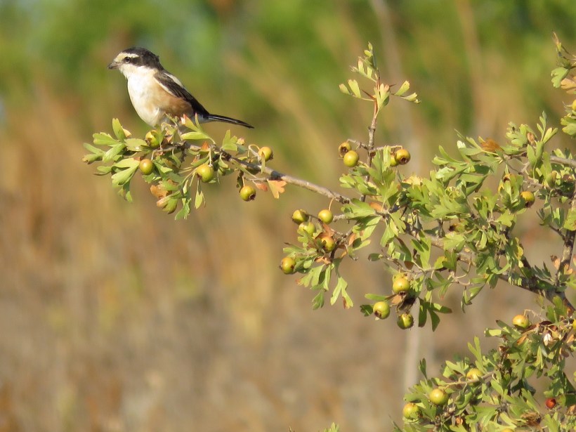 Masked Shrike, 8th August 2016, (c) Paul Lowden