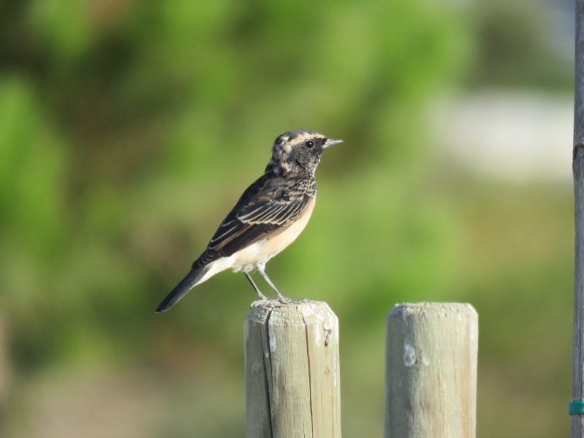 Cyprus Wheatear, Minthis Hills, (c) Paul Lowden