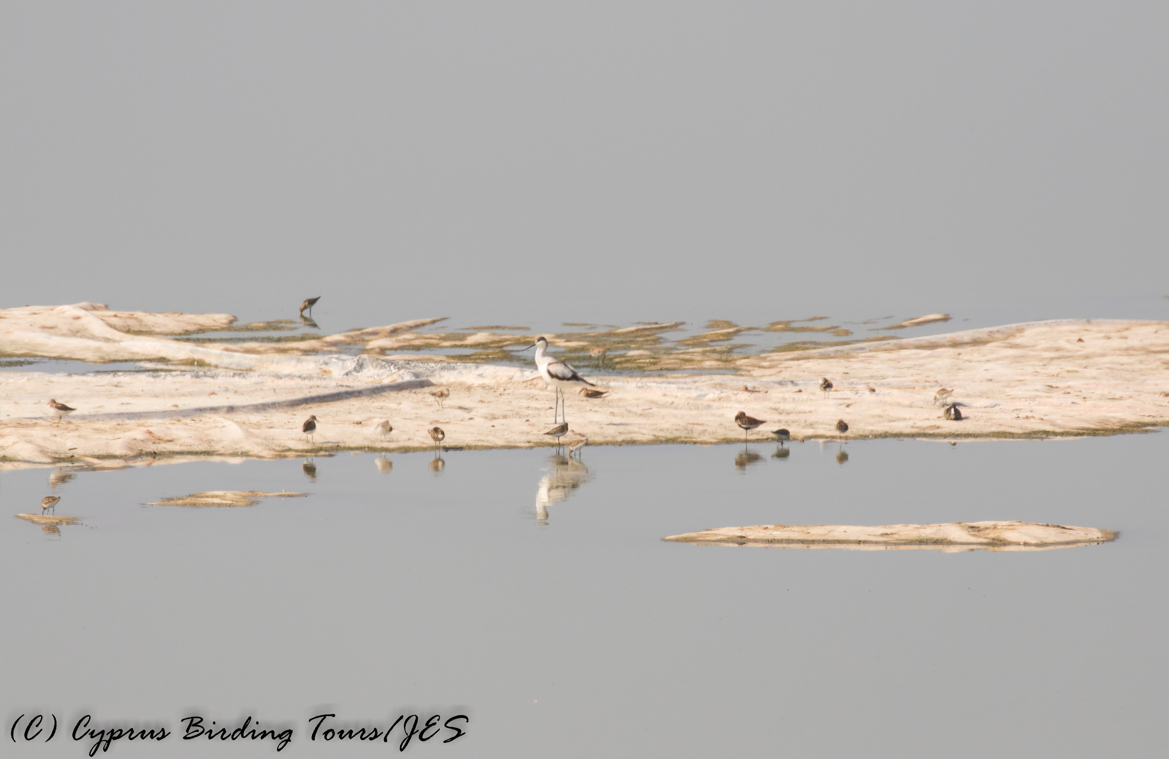 Larnaca Sewage Works 7th August 2016 (c) Cyprus Birding Tours