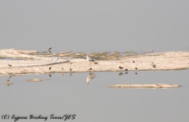 Larnaca Sewage Works 7th August 2016 (c) Cyprus Birding Tours