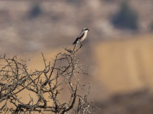 Lesser Grey Shrike, Arodes, 10th August 2016 (c) Cyprus Birding Tours