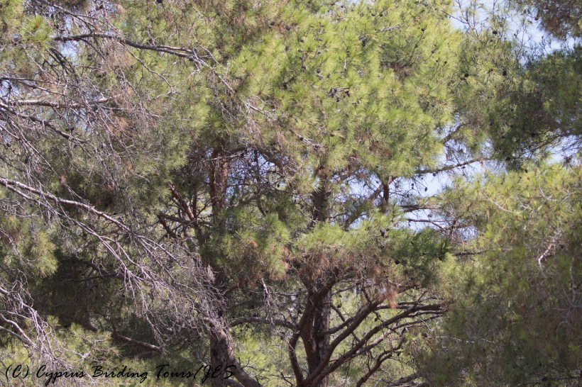 Smygies picnic site, Neo Chorio, Paphos 5th August 2016 (c) Cyprus Birding Tours