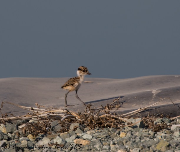 Spur-winged Lapwing chick, Larnaca Sewage Works 9th August 2016 (c) Cyprus Birding Tours