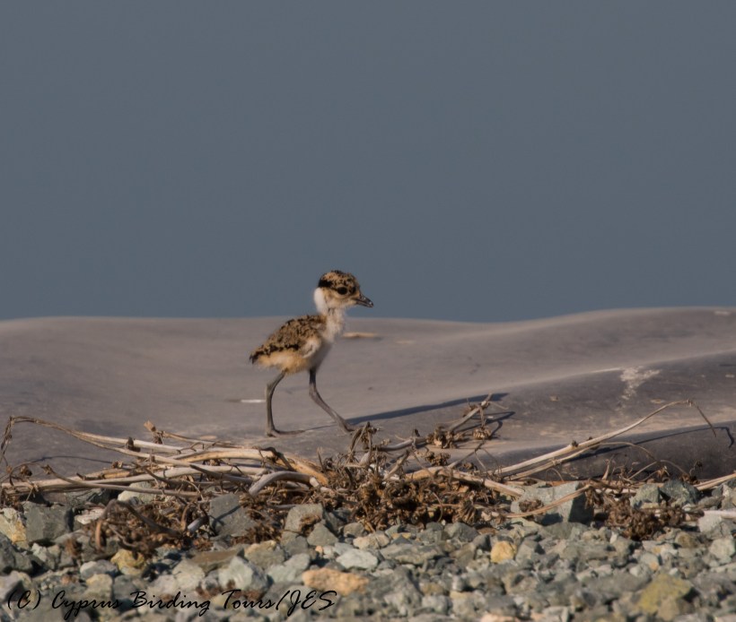 Spur-winged Lapwing chick, Larnaca Sewage Works 9th August 2016 (c) Cyprus Birding Tours