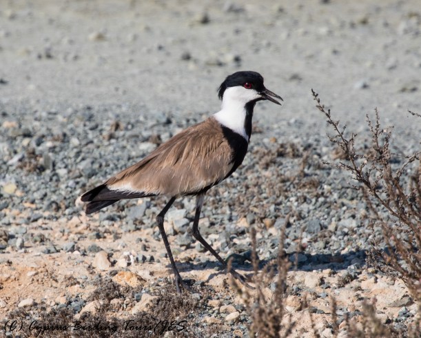 Spur-winged Lapwing, Larnaca Sewage Works 9th August 2016 (c) Cyprus Birding Tours