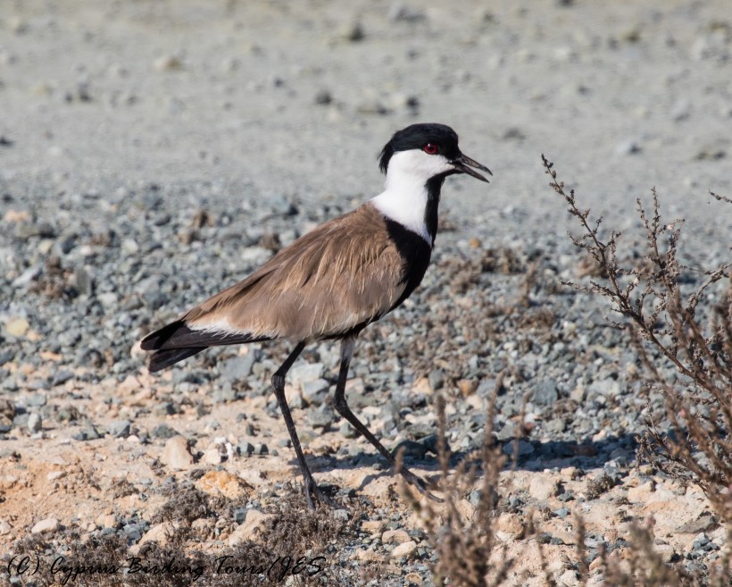 Spur-winged Lapwing, Larnaca Sewage Works 9th August 2016 (c) Cyprus Birding Tours
