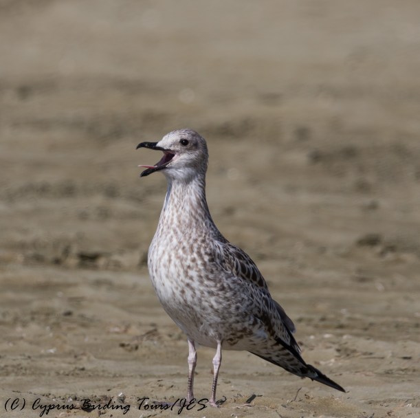 Yellow-legged Gull juv Larnaca 15th August 2016 (c) Cyprus Birding Tours