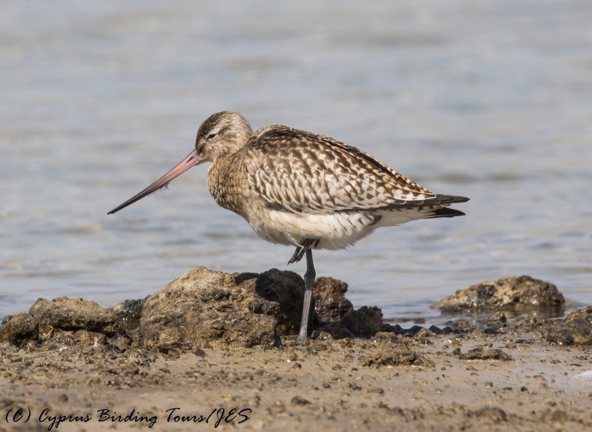 Bar-tailed Godwit, Akrotiri Gravel Pits, 20th September 2016 (c) Cyprus Birding Tours
