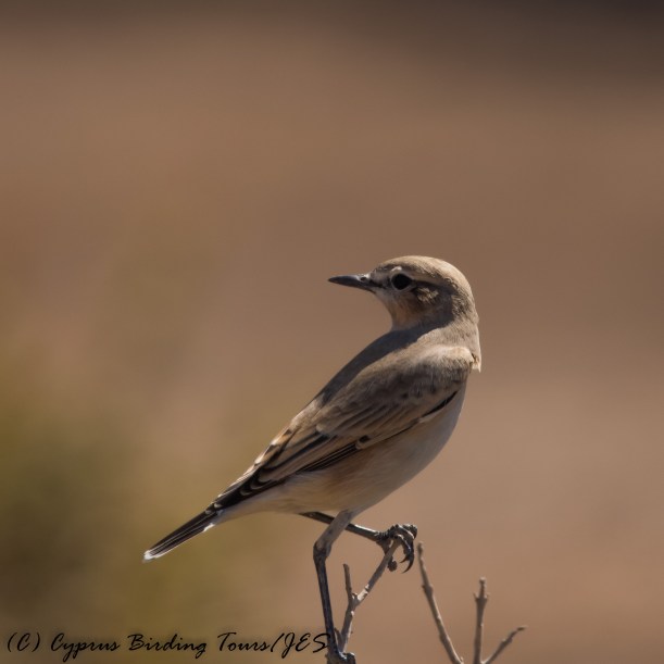 Isabelline Wheatear,  Cape Greco 5th September 2016 (c) Cyprus Birding Tours