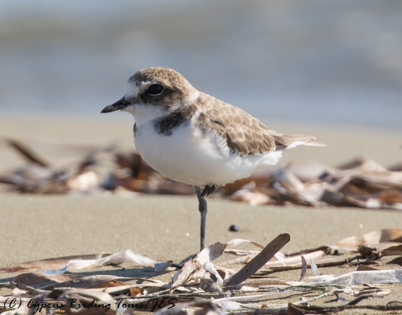 Kentish Plover, Spiros Beach 17th September 2016 (c) Cyprus Birding Tours