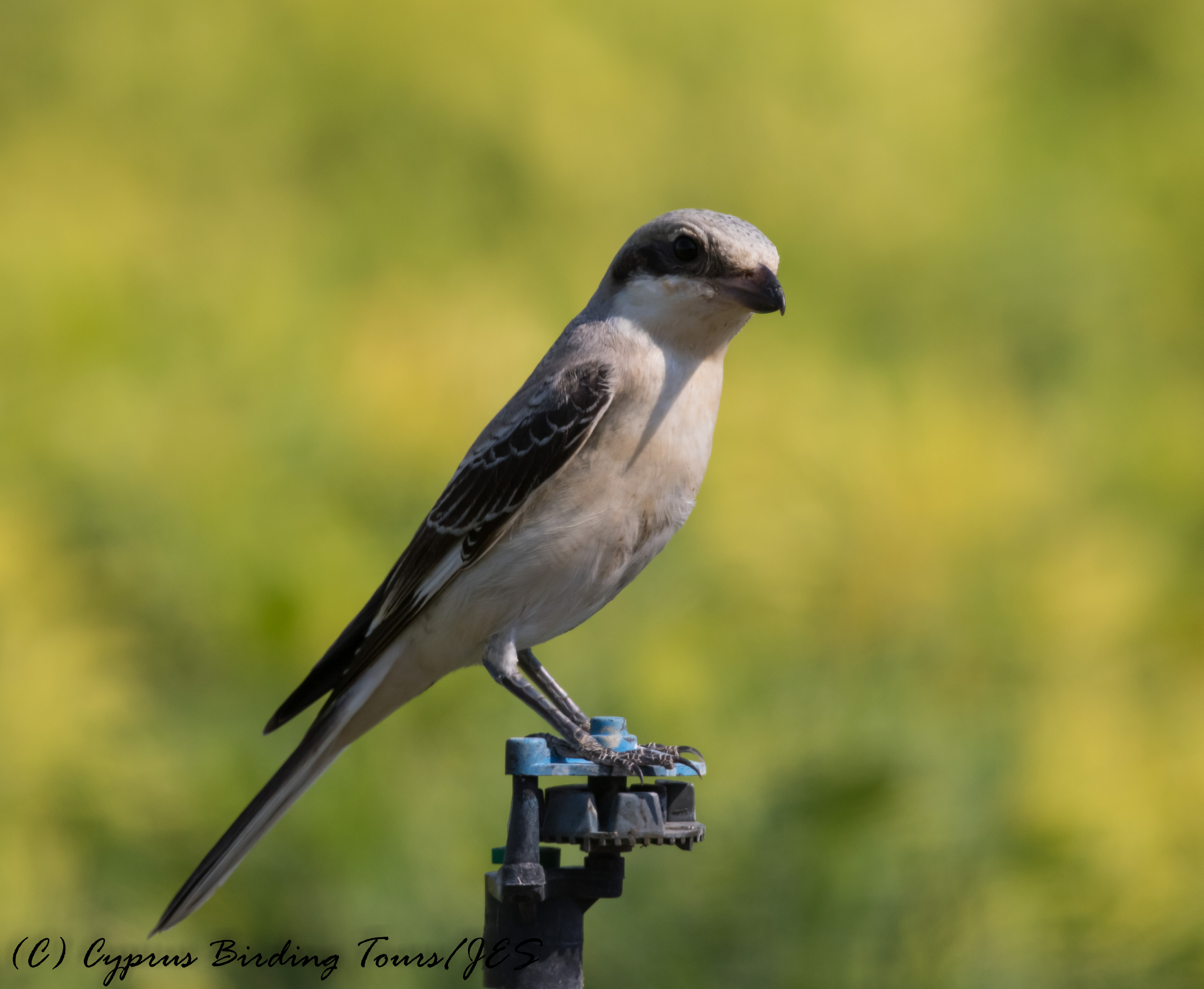 Lesser Grey Shrike, Mandria 6th September 2016 (c) Cyprus Birding Tours
