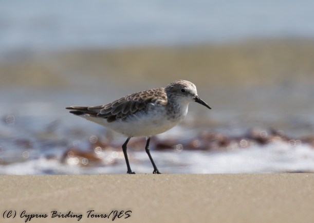 Little Stint, Larnaca 17th September 2016 (c) Cyprus Birding Tours