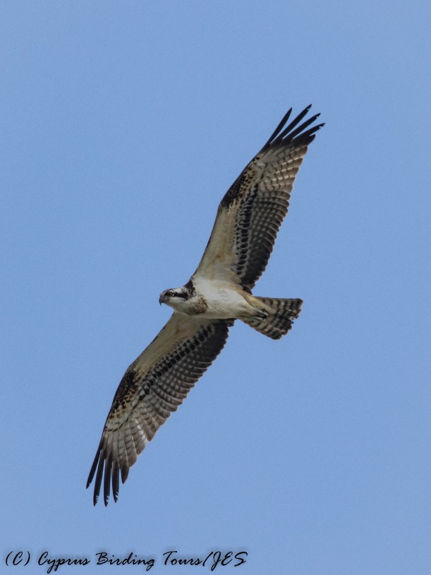 Osprey, Akhna Dam 27th September 2016 (c) Cyprus Birding Tours