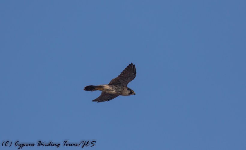 Peregrine Falcon, Cape Greco 2nd September 2016 (c) Cyprus Birding Tours