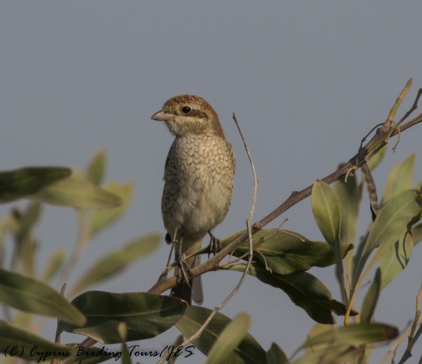 Red-backed Shrike, Larnaca 1st September 2016 (c) Cyprus Birding Tours