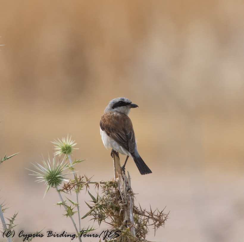 Red-backed Shrike, Agia Varvara 14th September 2016 (c) Cyprus Birding Tours