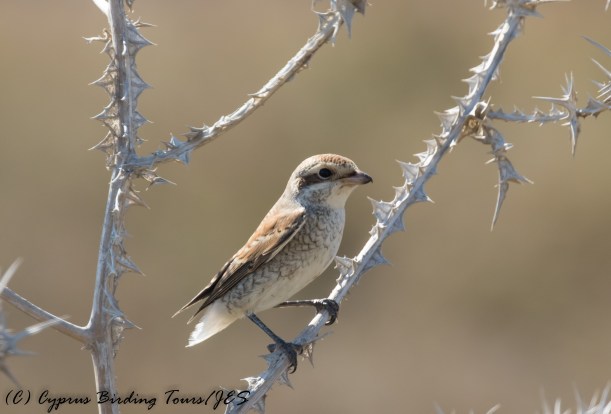 Juvenile Red-backed Shrike - missing a tail, Larnaca 17th September 2016 (c) Cyprus Birding Tours