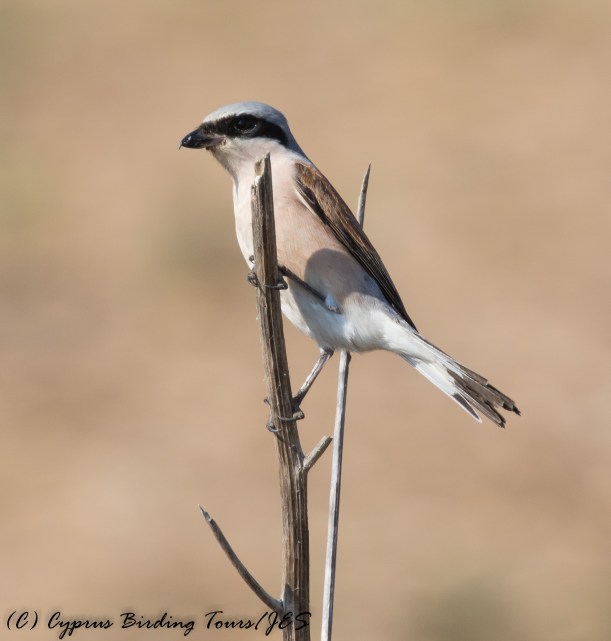 Male Red-backed Shrike, Pervolia 3rd September 2016