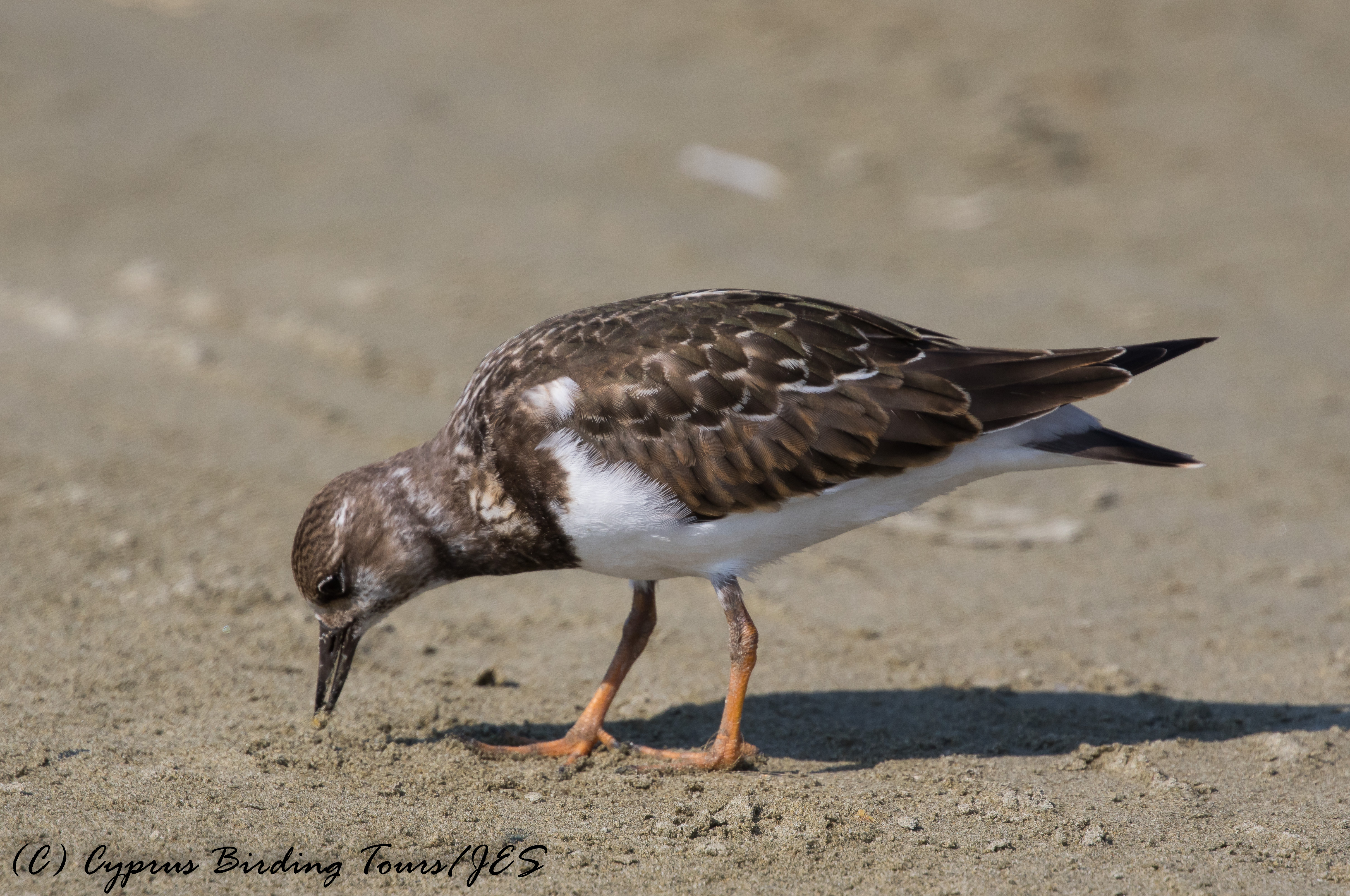 Ruddy Turnstone, Spiros Beach 1st September 2016 (c) Cyprus Birding Tours