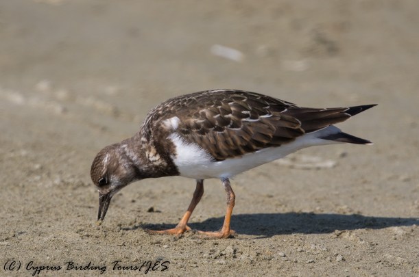 Ruddy Turnstone, Spiros Beach 1st September 2016 (c) Cyprus Birding Tours