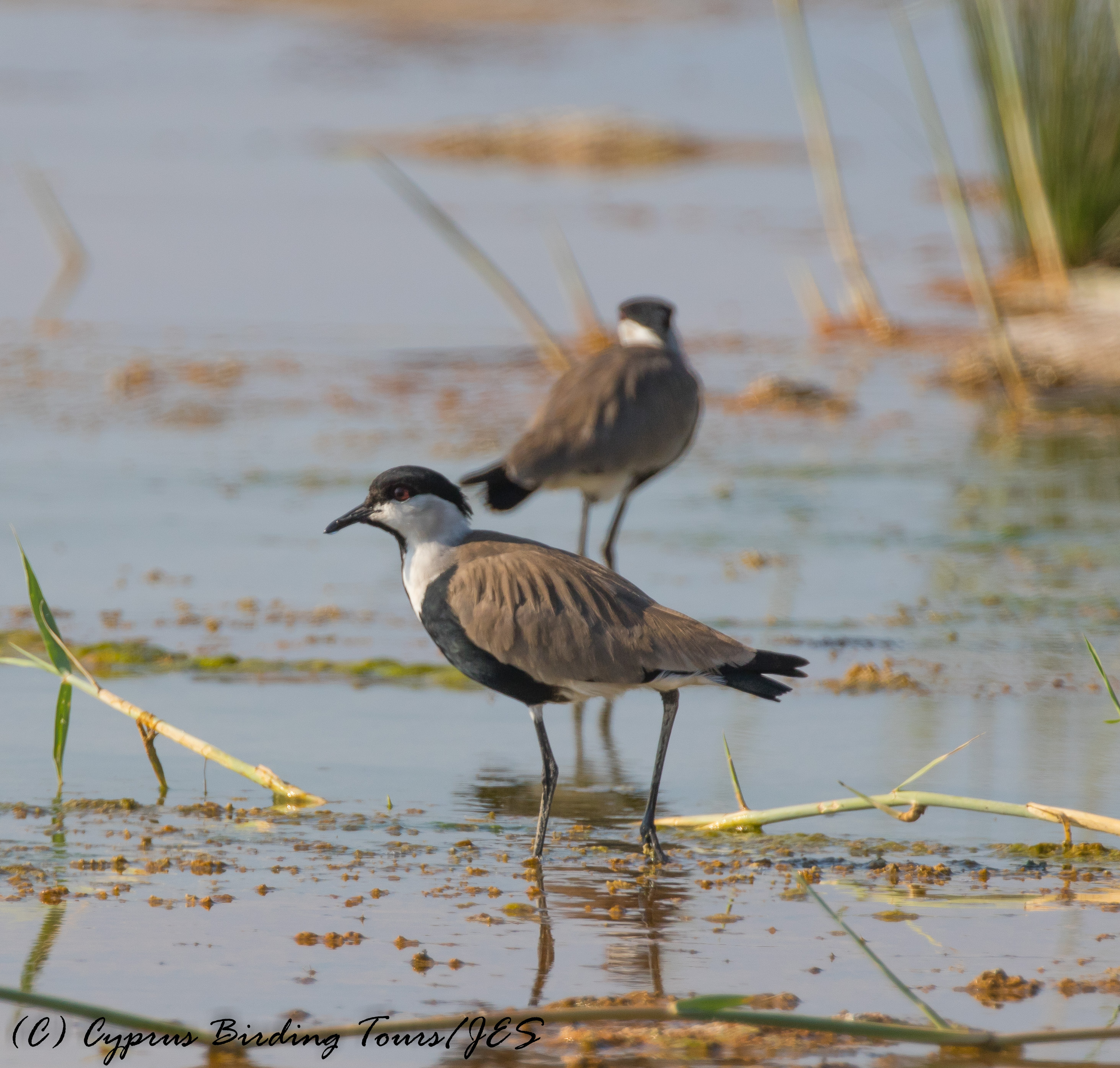 Spur-winged Lapwing, Akrotiri 28th September 2016 (c) Cyprus Birding Tours