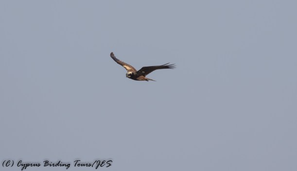 Western Marsh Harrier, Cape Greco 5th September 2016 (c) Cyprus Birding Tours