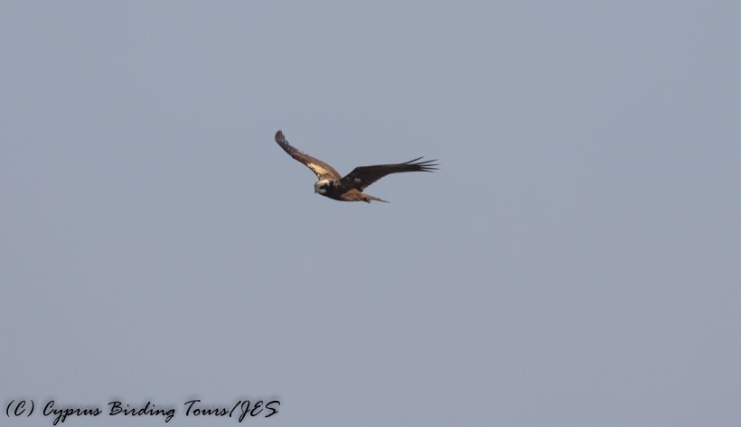Western Marsh Harrier, Cape Greco 5th September 2016 (c) Cyprus Birding Tours