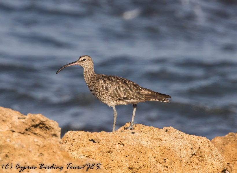 Whimbrel, Paphos Headland 14th September 2016 (c) Cyprus Birding Tours