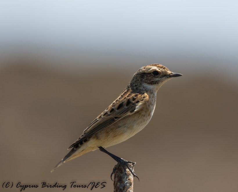Whinchat, Cape Greco 5th September 2016 (c) Cyprus Birding Tours