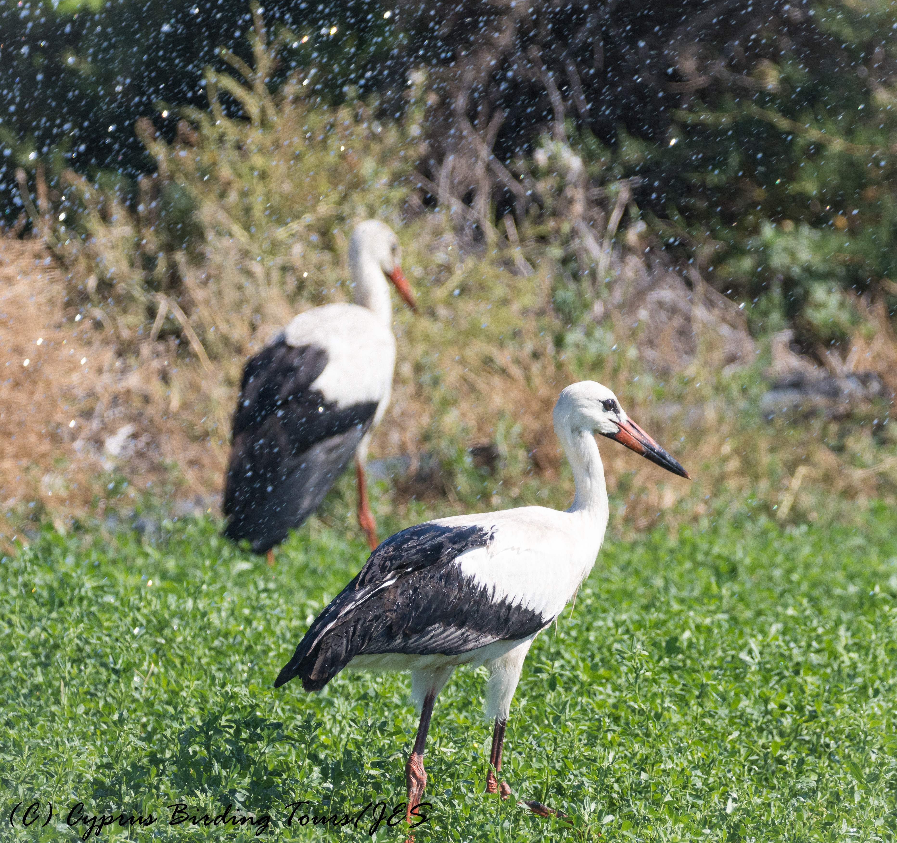White Stork, Akrotiri 28th September 2016 (c) Cyprus Birding Tours
