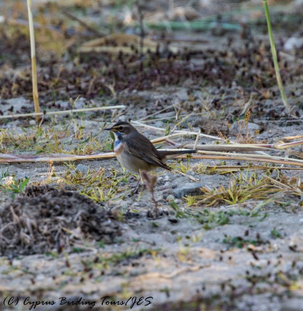 Bluethroat, Akhna Dam 27th October 2016 (c) Cyprus Birding Tours