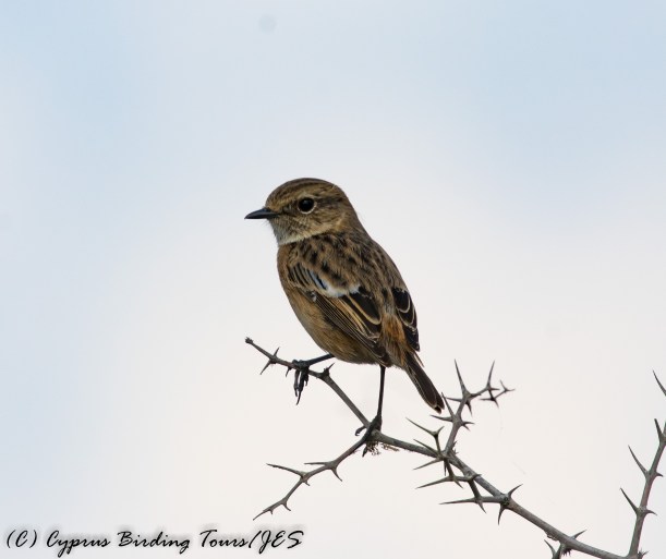 Common Stonechat, Agios Sozomenos 20th October 2016 (c) Cyprus Birding Tours