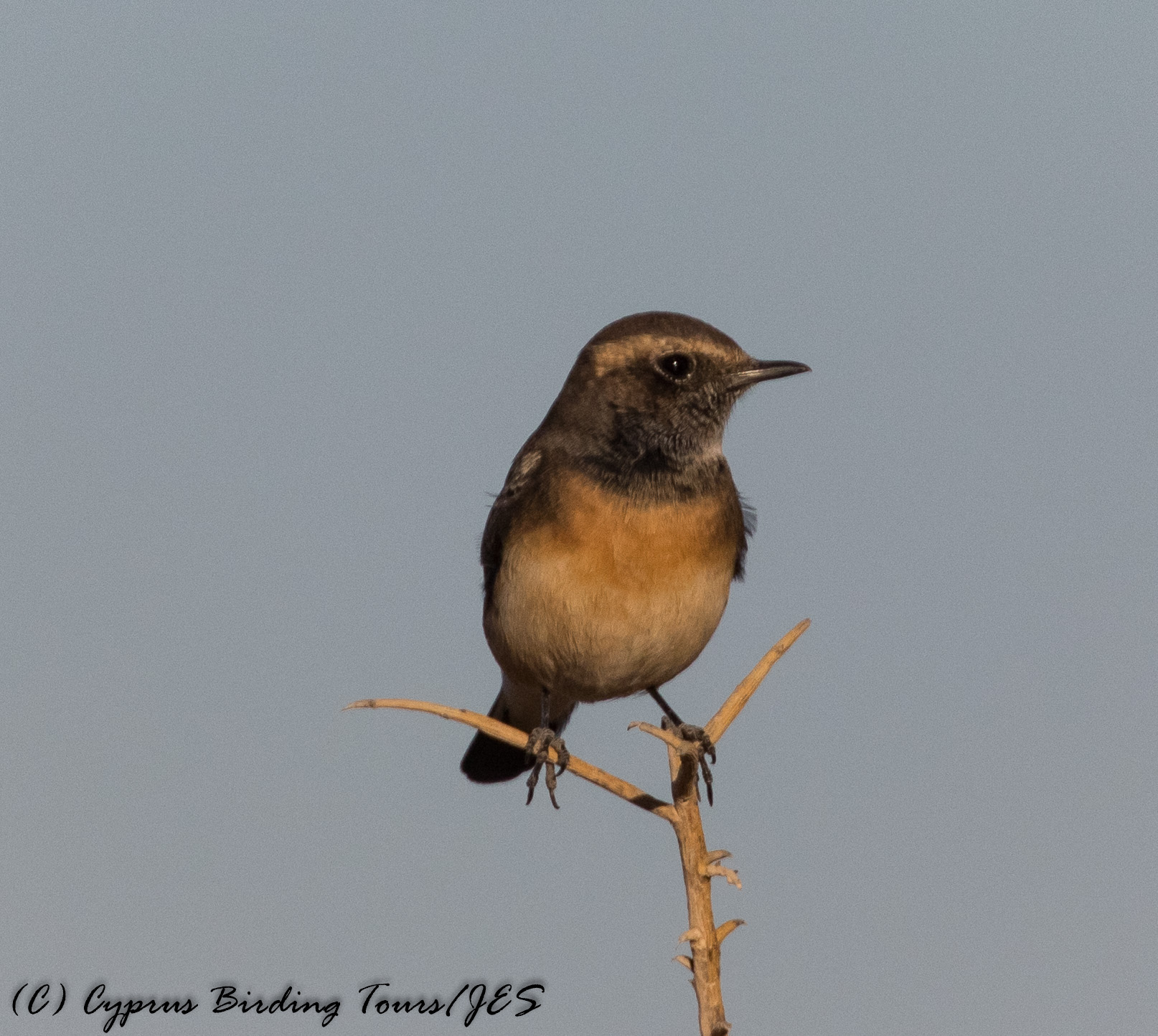 Cyprus Wheatear, Androlikou 1st October 2016 (c) Cyprus Birding Tours