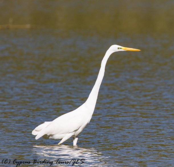 Great Egret, Athalassa Dam, 21st October 2016 (c) Cyprus Birding Tours