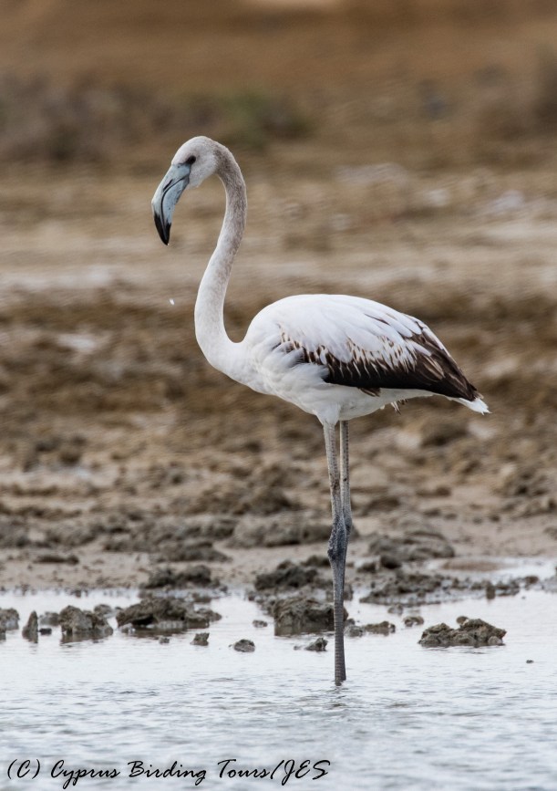 Juvenile Greater Flamingo, Akrotiri 25th October 2016 (c) Cyprus Birding Tours