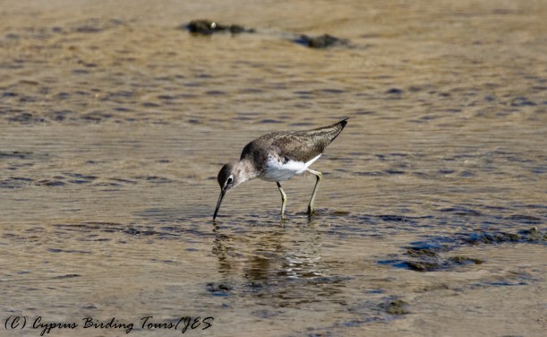 Green Sandpiper, Larnaca Salt Lake, 26th October 2016 (c) Cyprus Birding Tours
