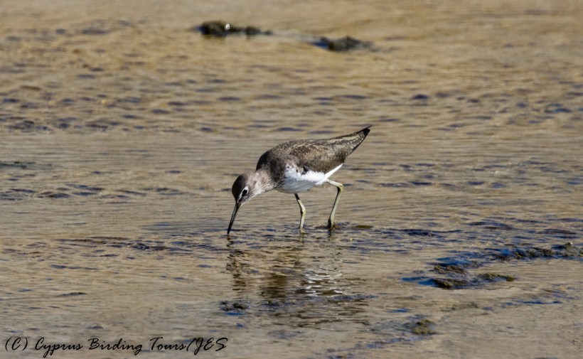 Green Sandpiper, Larnaca Salt Lake, 26th October 2016 (c) Cyprus Birding Tours