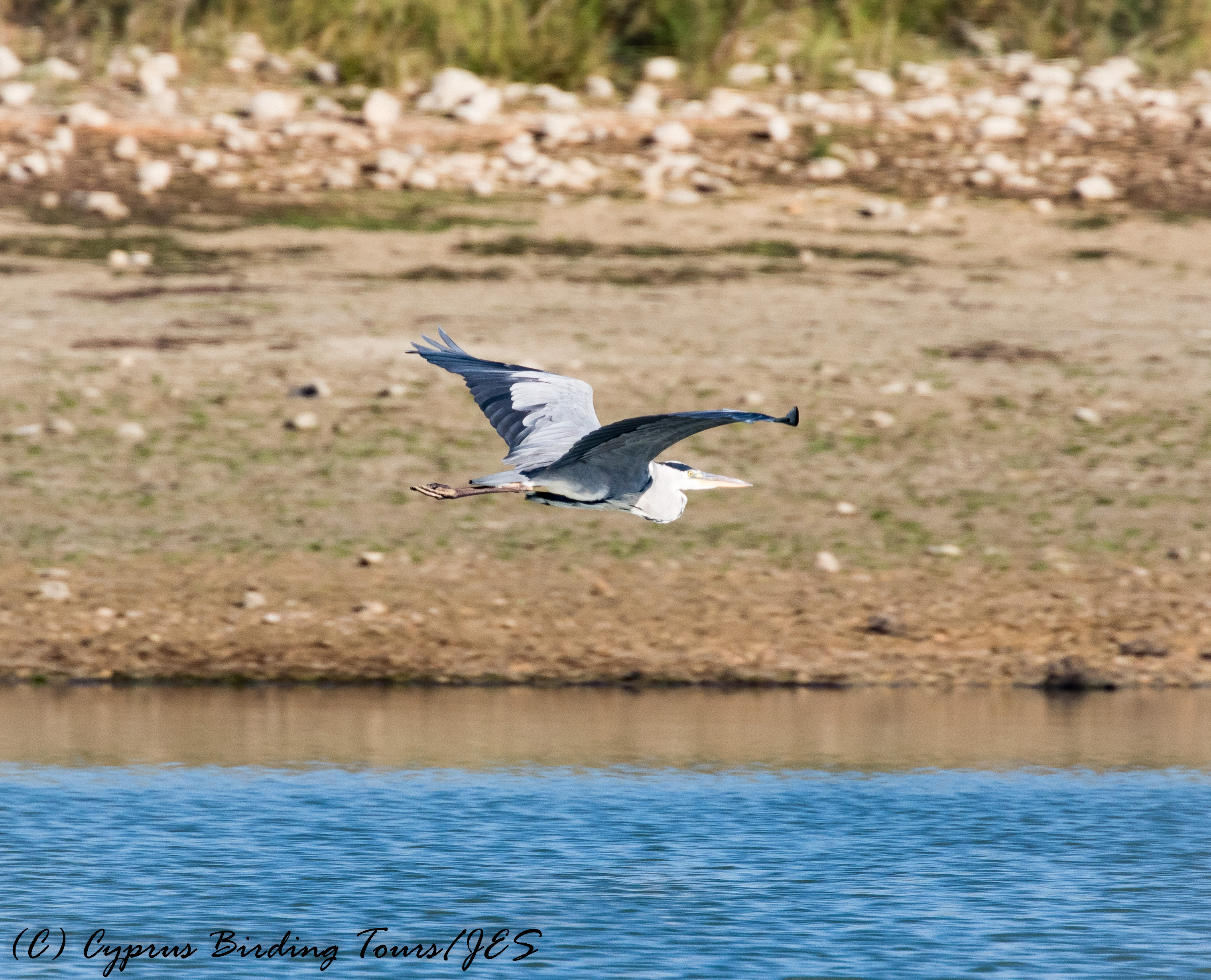 grey-heron-akhna-dam-27th-october-2016-1-of-1