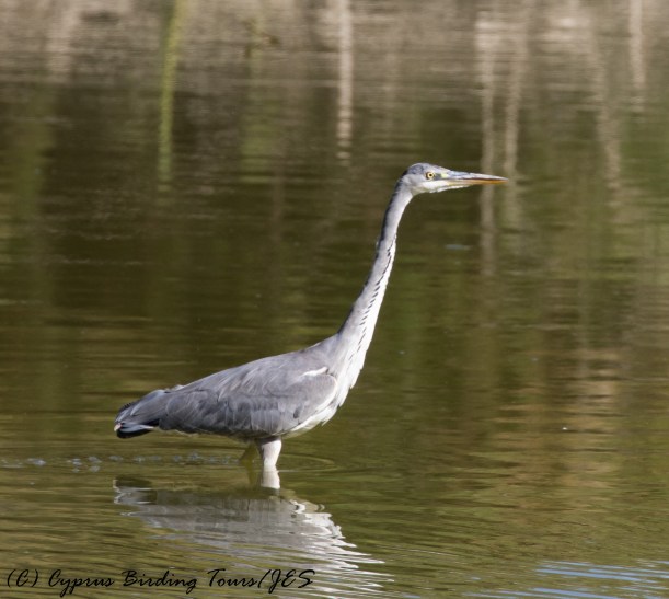 Grey Heron, Athalassa Dam, 21st October 2016 (c) Cyprus Birding Tours