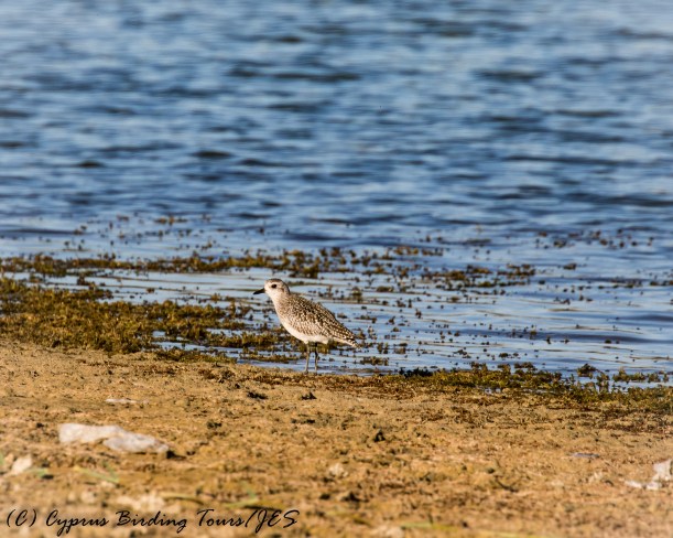 Grey Plover, Akhna Dam 27th October 2016 (c) Cyprus Birding Tours