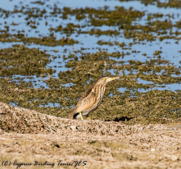 Little Bittern, Akhna Dam 27th October 2016 (c) Cyprus Birding Tours